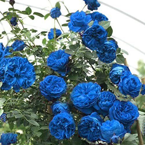 Blue Climbing Rose Seedlings Flower Seeds Perennial Growing Bonsai Corms Tubers Potted Planting Reblooming Fragrant Garden Roots Rhizomes Species Blooms Plant Bulbs Gardening Tree