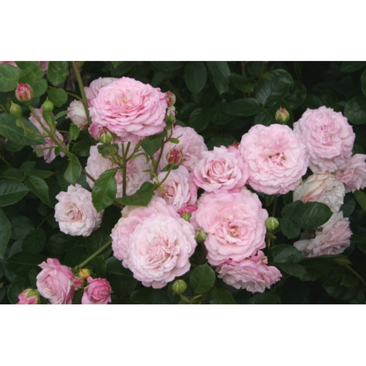 Chaumont Rose Seedlings Flower Seeds Perennial Growing Bonsai Corms Tubers Potted Planting Reblooming Fragrant Garden Roots Rhizomes Species Blooms Plant Bulbs Gardening Tree