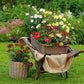 Apricot Rose Seedlings Flower Seeds Perennial Growing Bonsai Corms Tubers Potted Planting Reblooming Fragrant Garden Roots Rhizomes Species Blooms Plant Bulbs Gardening Tree