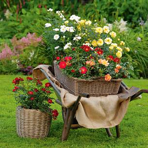 Apricot Rose Seedlings Flower Seeds Perennial Growing Bonsai Corms Tubers Potted Planting Reblooming Fragrant Garden Roots Rhizomes Species Blooms Plant Bulbs Gardening Tree