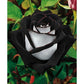 Black Heart White Rose Seedlings Flower Seeds Perennial Growing Bonsai Corms Tubers Potted Planting Reblooming Fragrant Garden Roots Rhizomes Species Blooms Plant Bulbs Gardening Tree