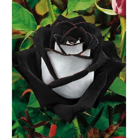 Black Heart White Rose Seedlings Flower Seeds Perennial Growing Bonsai Corms Tubers Potted Planting Reblooming Fragrant Garden Roots Rhizomes Species Blooms Plant Bulbs Gardening Tree