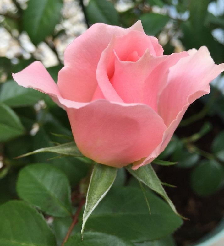 Beautiful Rose Seedlings Flower Seeds Perennial Growing Bonsai Corms Tubers Potted Planting Reblooming Fragrant Garden Roots Rhizomes Species Blooms Plant Bulbs Gardening Tree