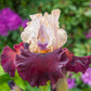 Broad Shoulders Bearded Iris