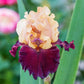 Broad Shoulders Bearded Iris