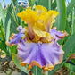 Repertoire Bearded Iris