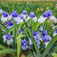 Villa Erba Bearded Iris