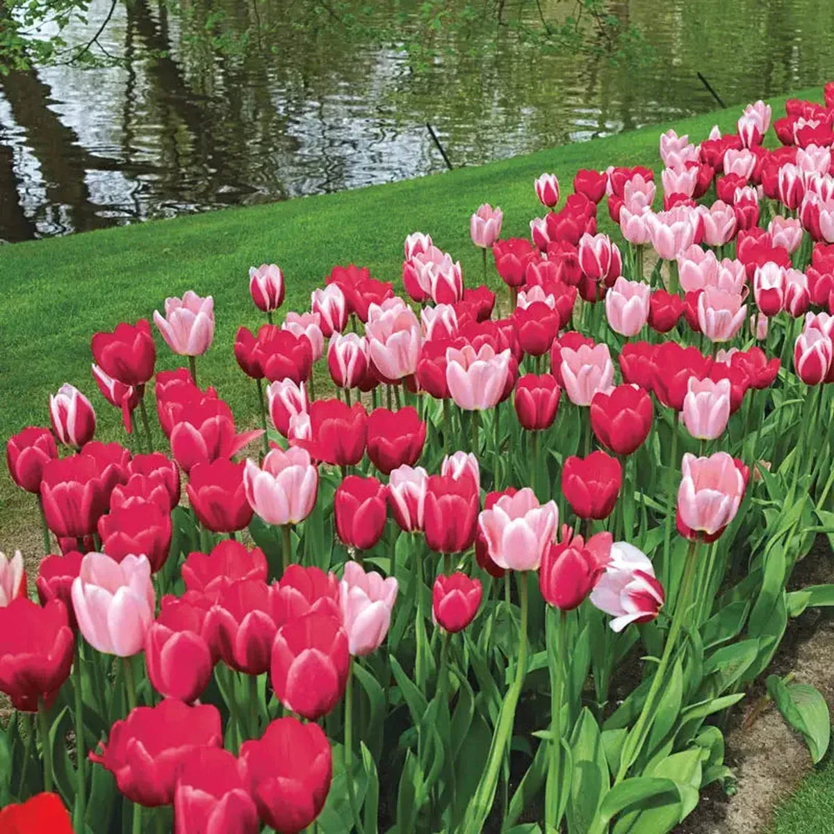 Perennial Delight Tulip Mixture