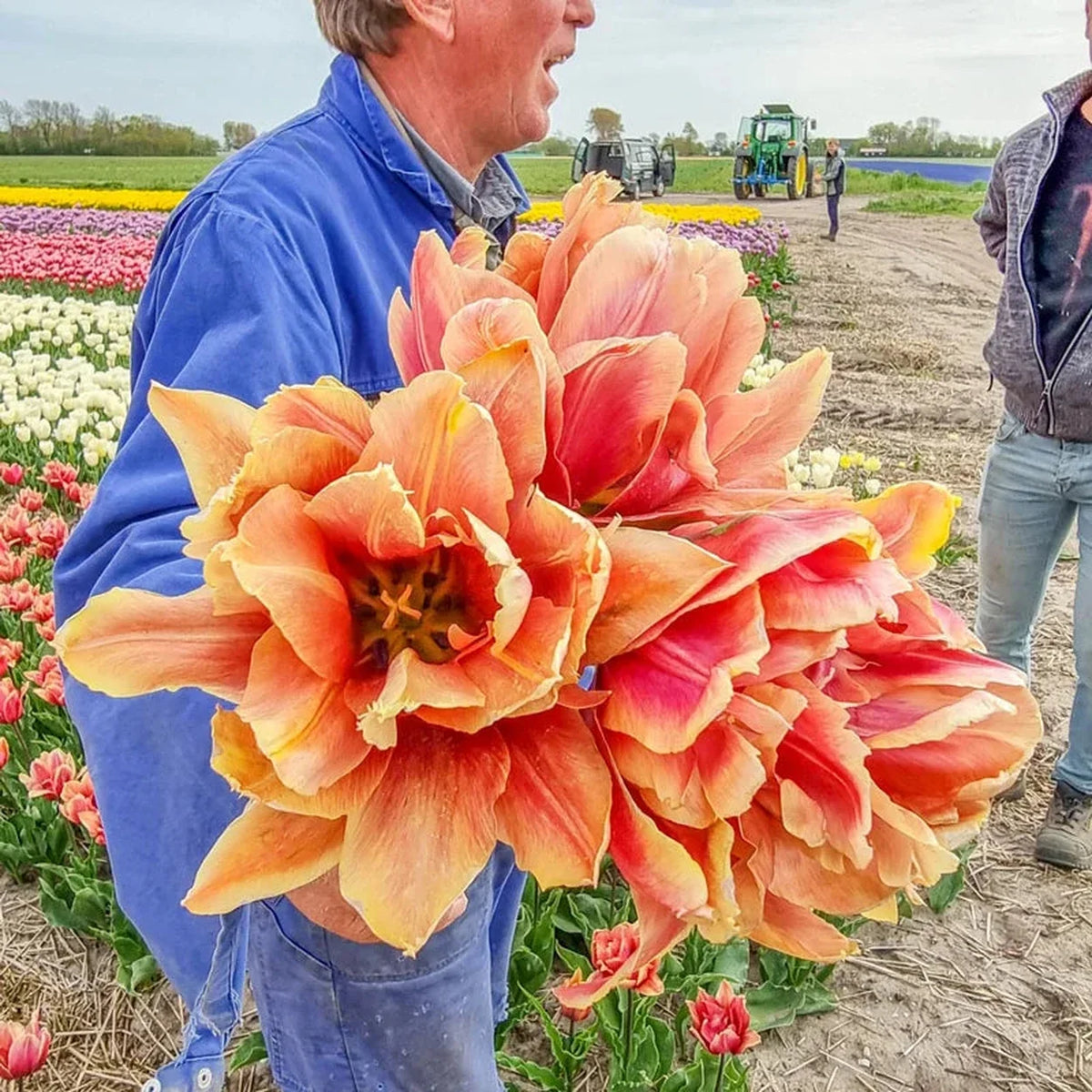 Callahan Tulip