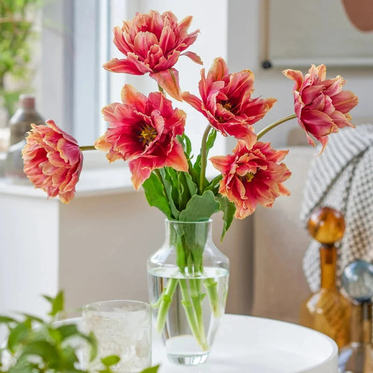 Callahan Tulip