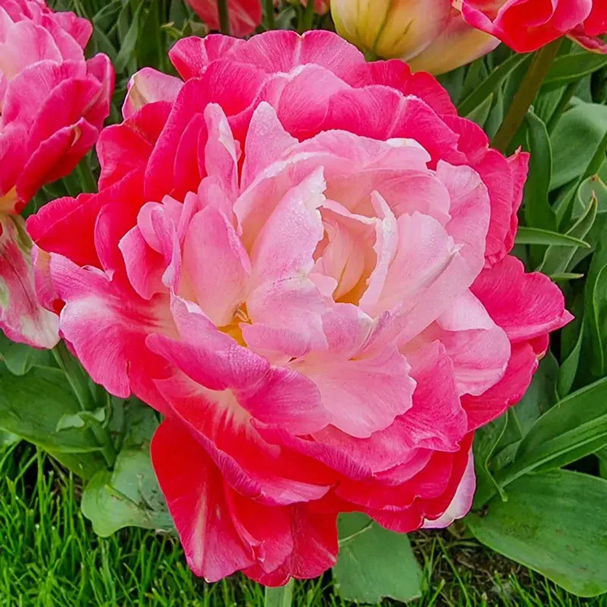 Double Sugar Tulip