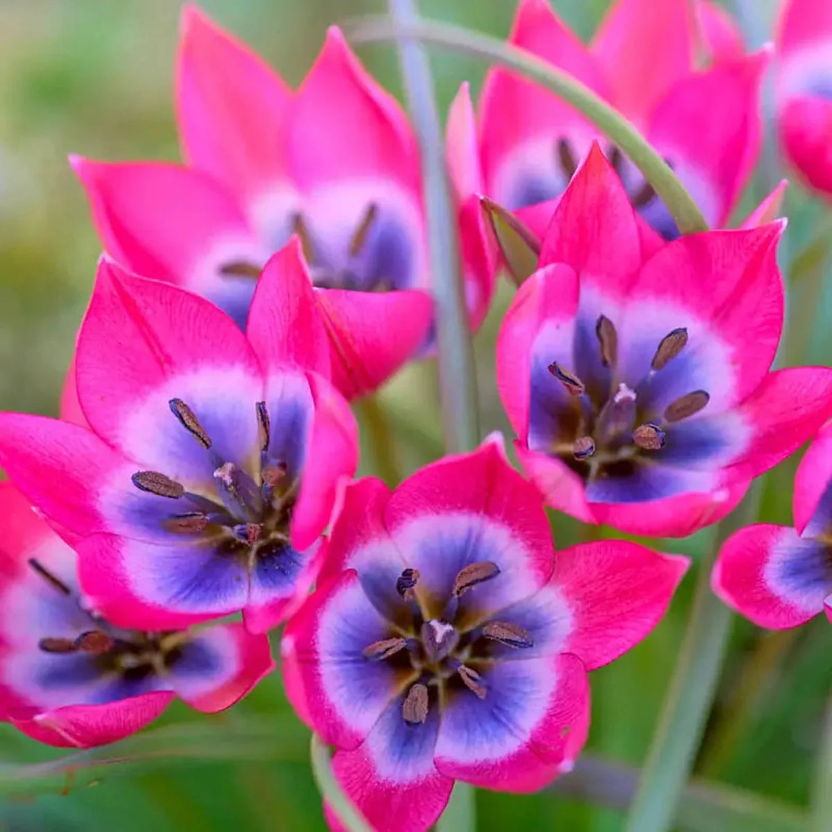 Little Beauty Tulip