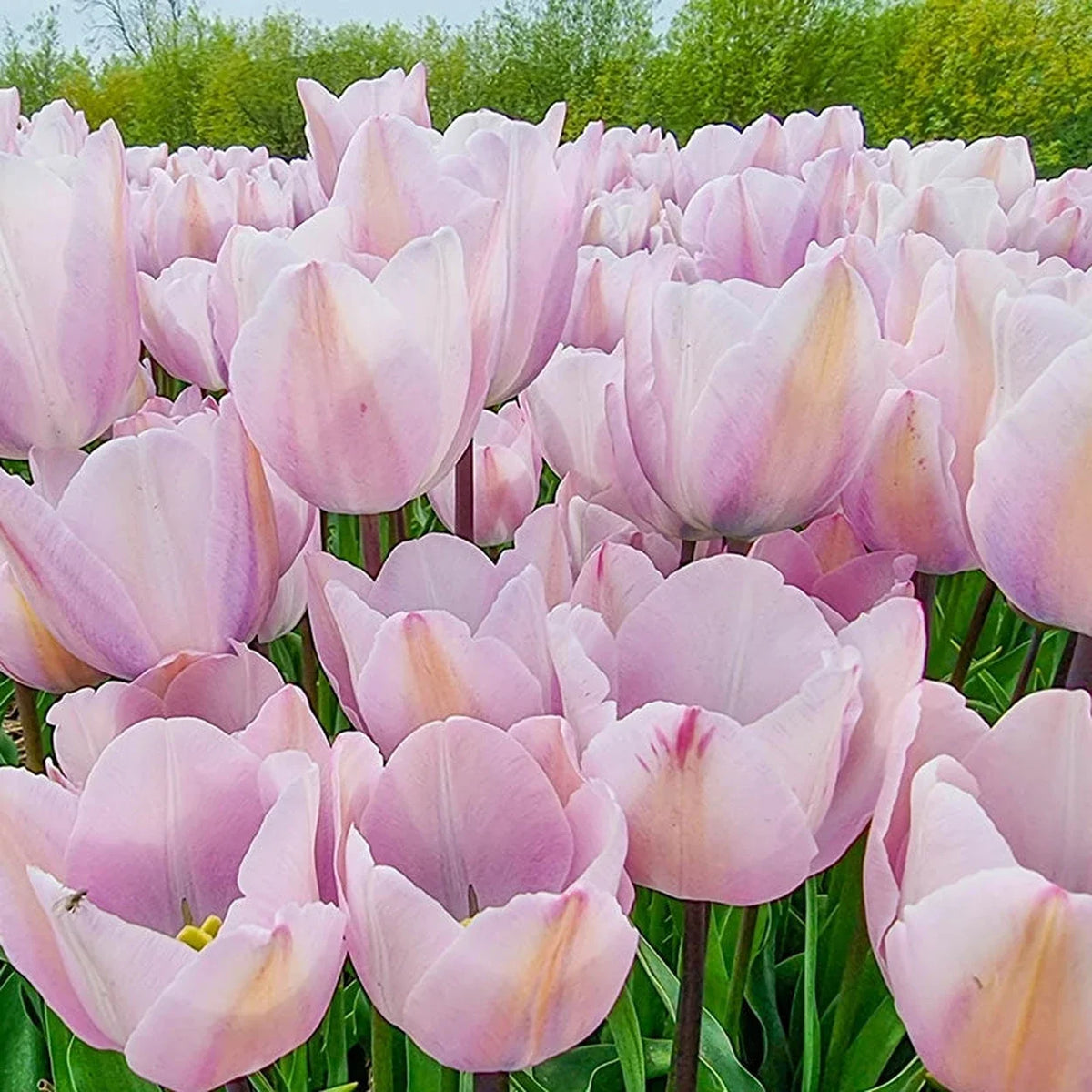 Silver Cloud Tulip