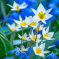 Turkestanica Tulip