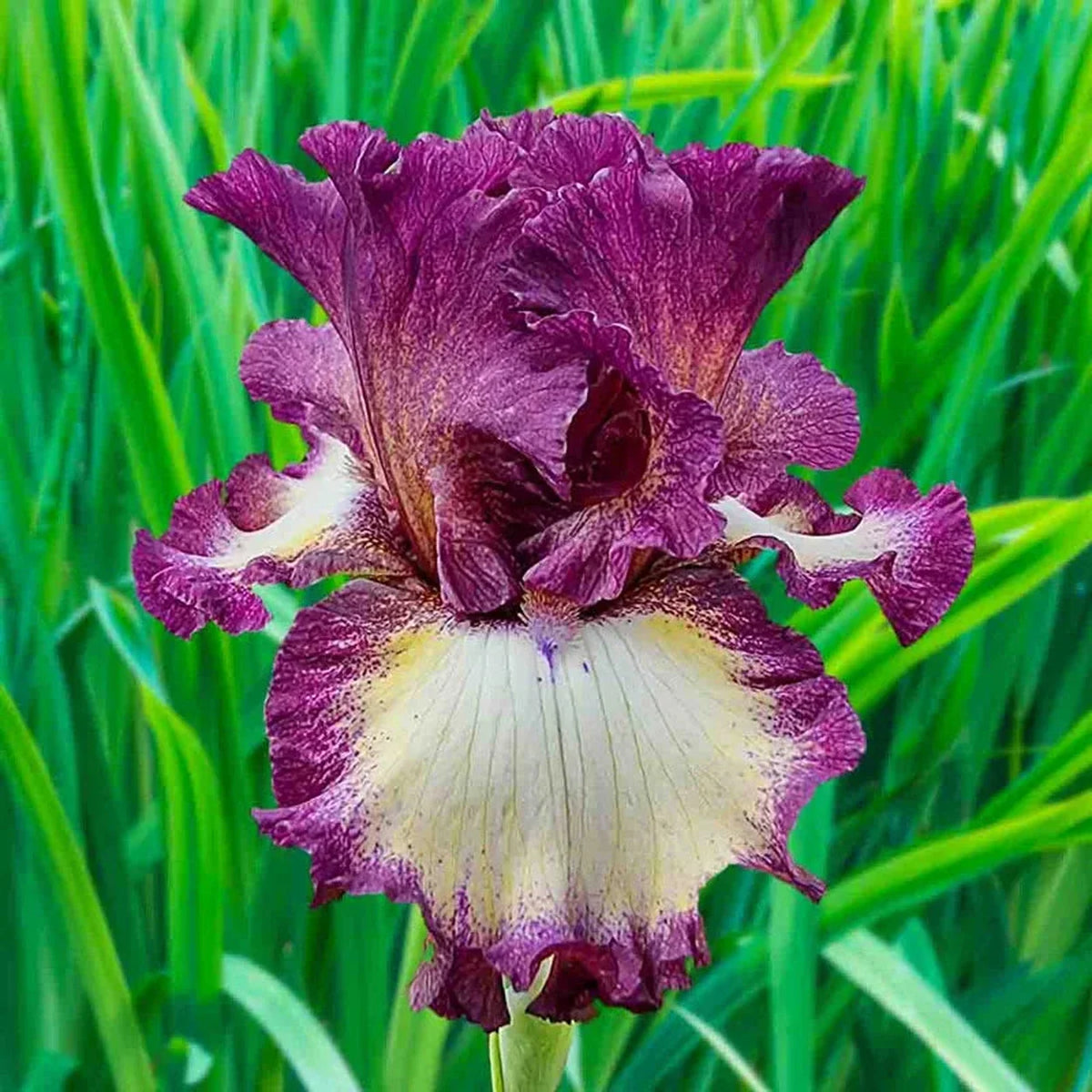 Mulberry Swirl Bearded Iris