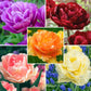 Peony Tulip Flowering Collection