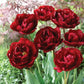 Peony Tulip Flowering Collection