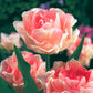 Peony Tulip Flowering Collection