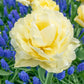Peony Tulip Flowering Collection