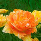 Peony Tulip Flowering Collection