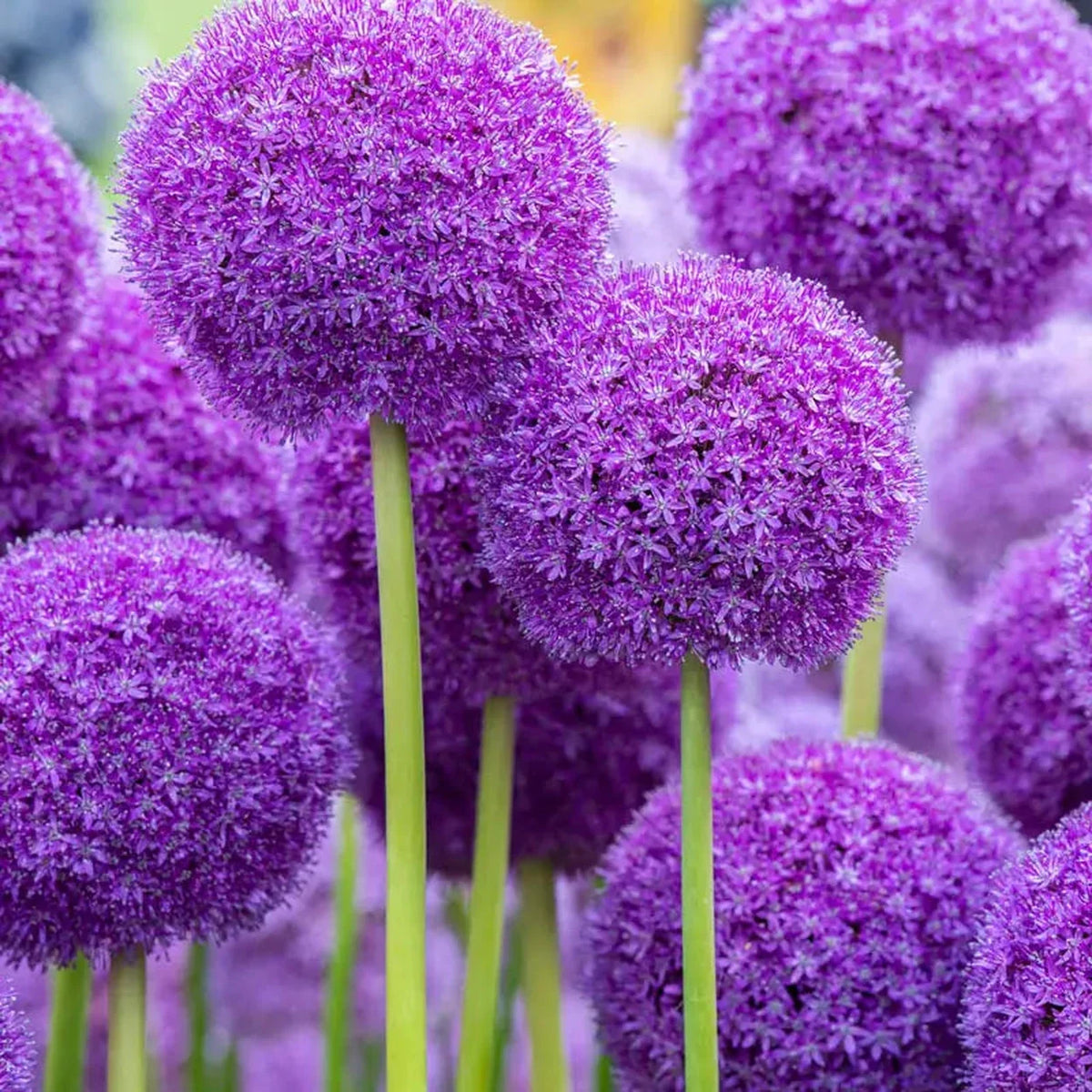 Ambassador Allium