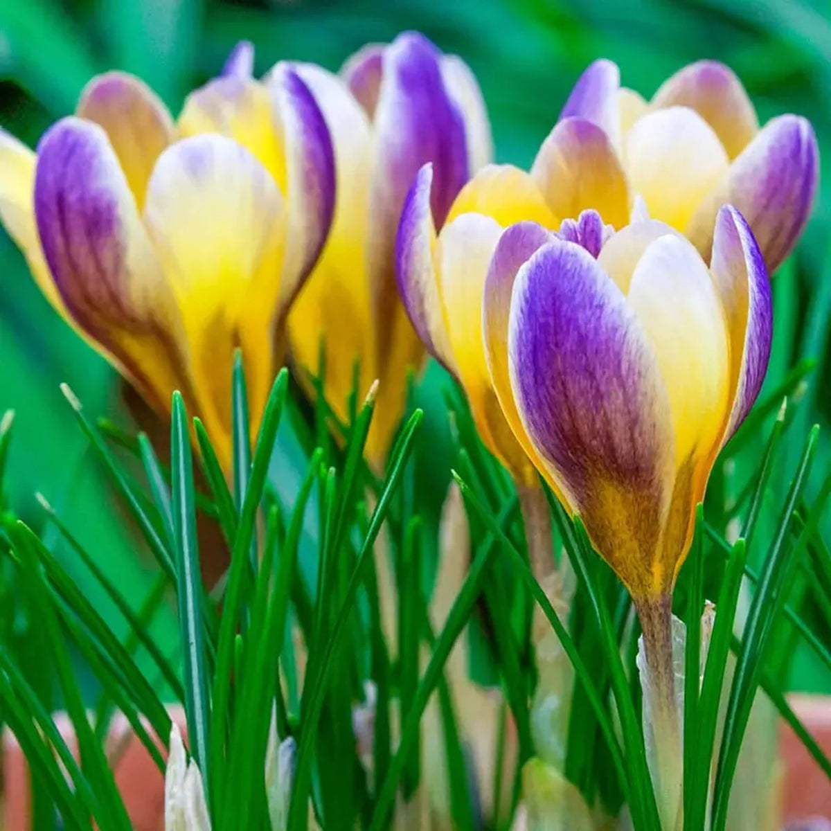 Advance Snow Crocus