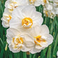 Gardenia Fragrant Daffodil