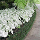CHUXAY GARDEN Mix Caladium Bicolor-Heart of Jesus 100 Seeds Houseplant Ornamental Large Heart-Shaped Leaves Showy Accent Plant Grows in Garden and pots Low-Maintenance