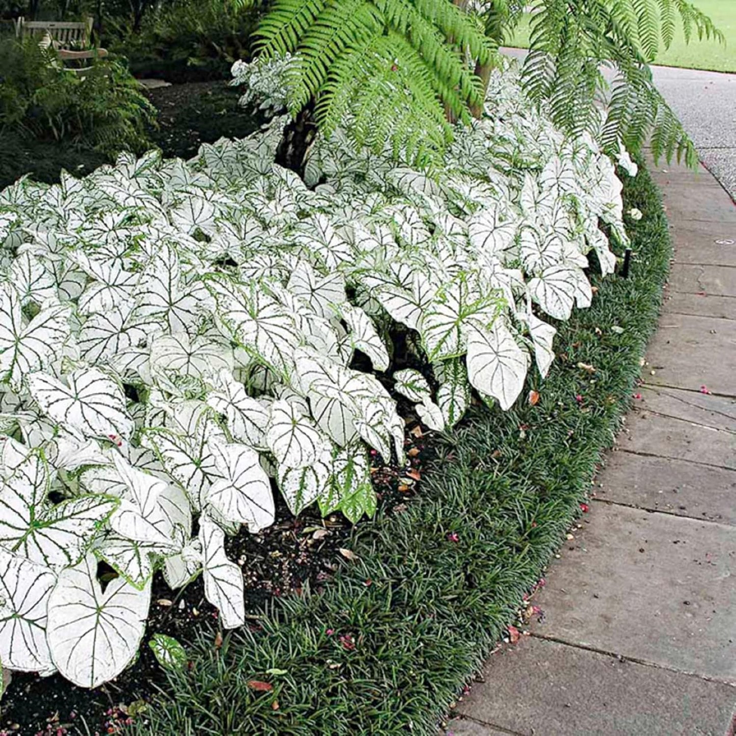 CHUXAY GARDEN Mix Caladium Bicolor-Heart of Jesus 100 Seeds Houseplant Ornamental Large Heart-Shaped Leaves Showy Accent Plant Grows in Garden and pots Low-Maintenance