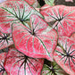 Tequila Sunrise Caladium Bulbs for Planting - Perennial Hosta, Elephant Ears, Fancy (5 Bulbs)