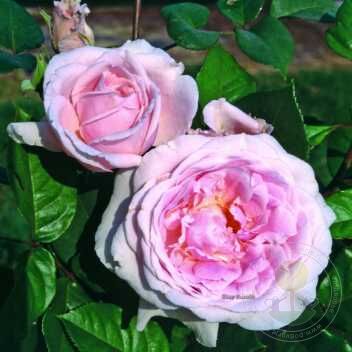 Dolce luna Rose Seedlings Flower Seeds Perennial Growing Bonsai Corms Tubers Potted Planting Reblooming Fragrant Garden Roots Rhizomes Species Blooms Plant Bulbs Gardening Tree