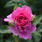 Sheherazade Rose Seedlings Flower Seeds Perennial Growing Bonsai Corms Tubers Potted Planting Reblooming Fragrant Garden Roots Rhizomes Species Blooms Plant Bulbs Gardening Tree