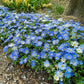 Blue Shades Grecian Windflowers