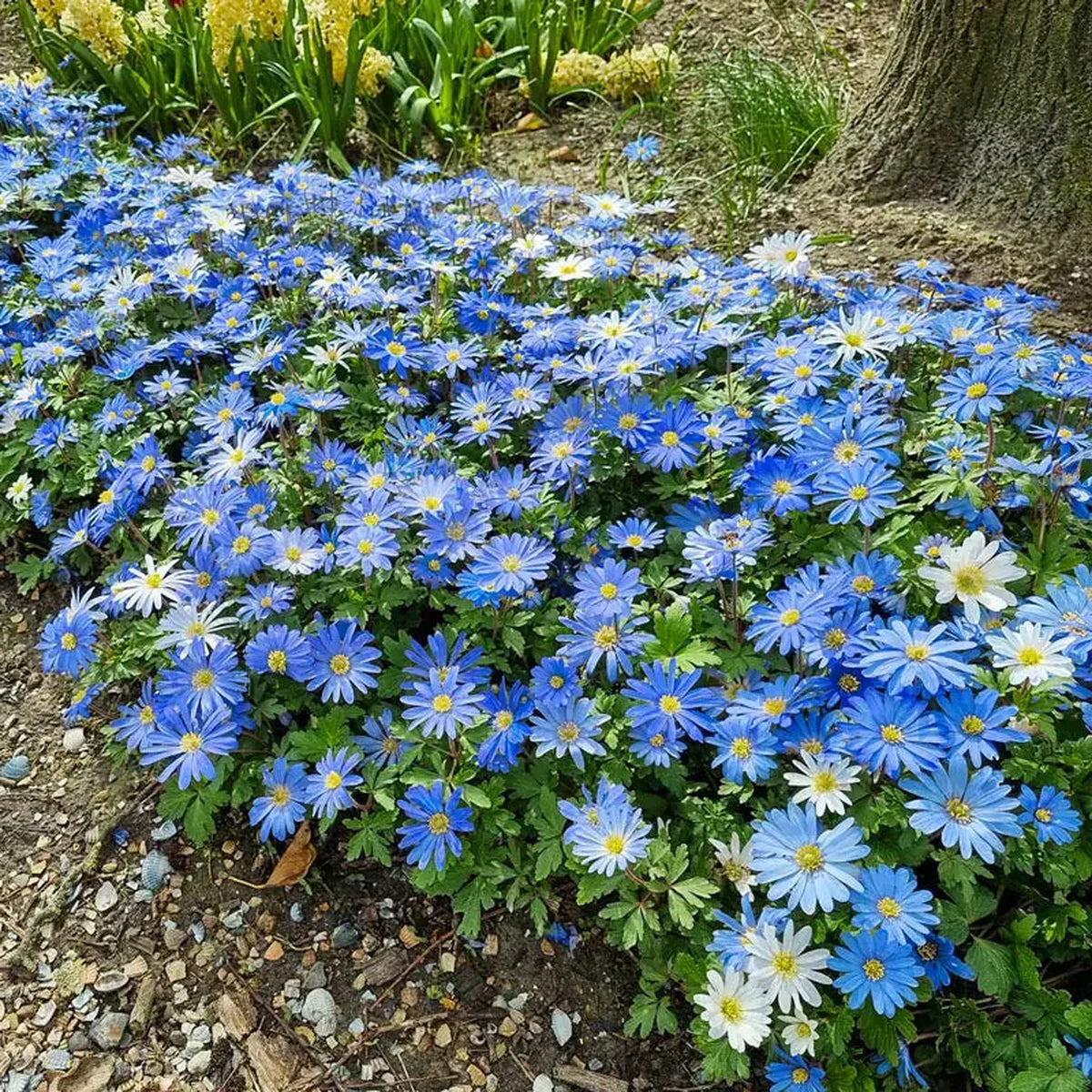 Blue Shades Grecian Windflowers