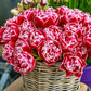 Tulip Columbus