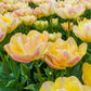 Creme Upstar Tulip