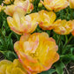 Creme Upstar Tulip