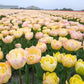 Creme Upstar Tulip