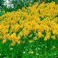 Martinette Daffodil