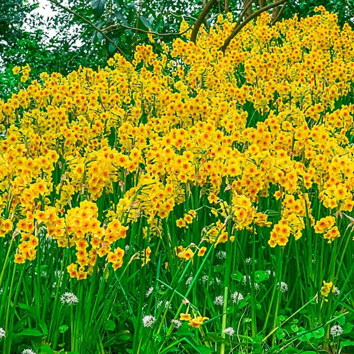 Martinette Daffodil