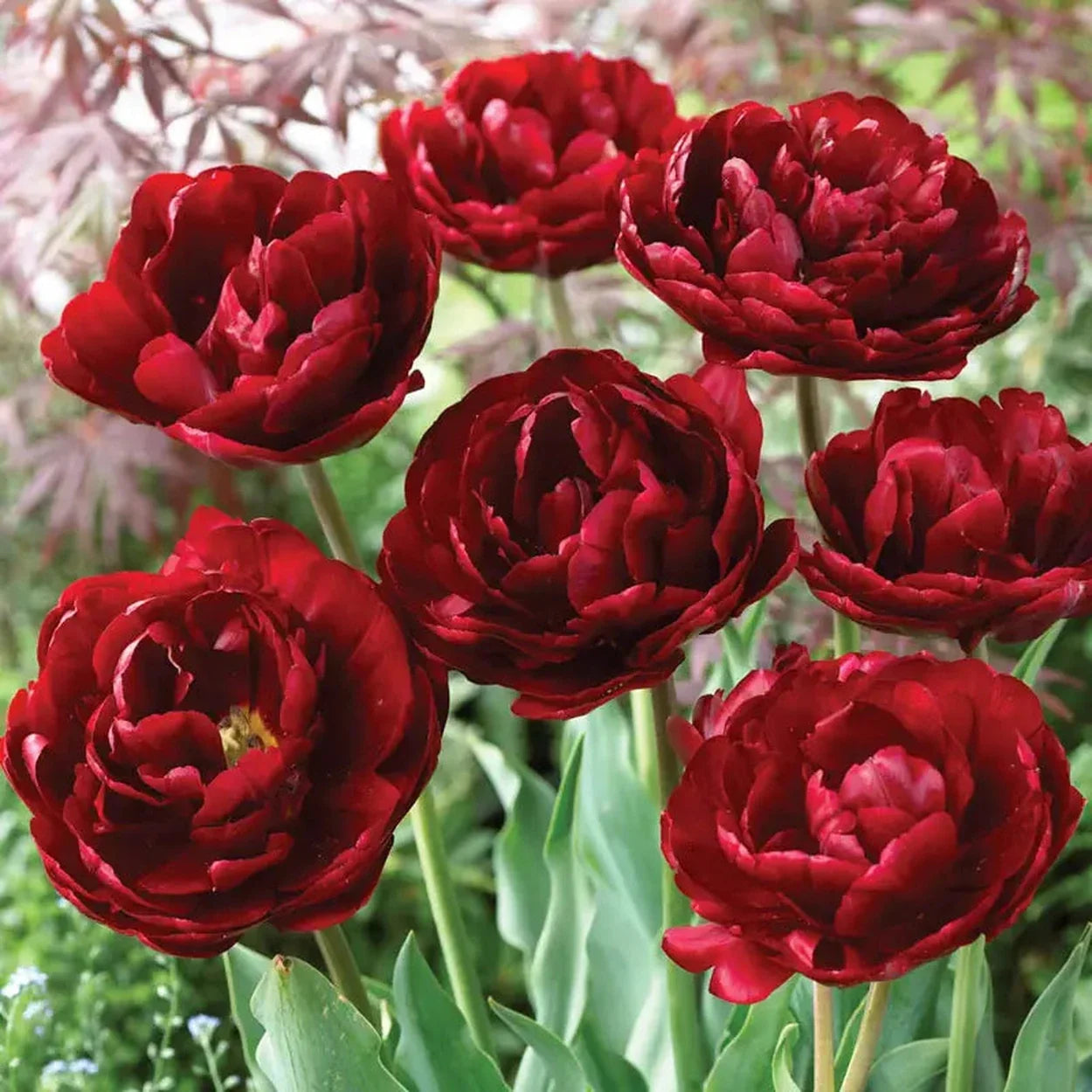 Ruby Velvet