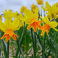 Rataplan Daffodil