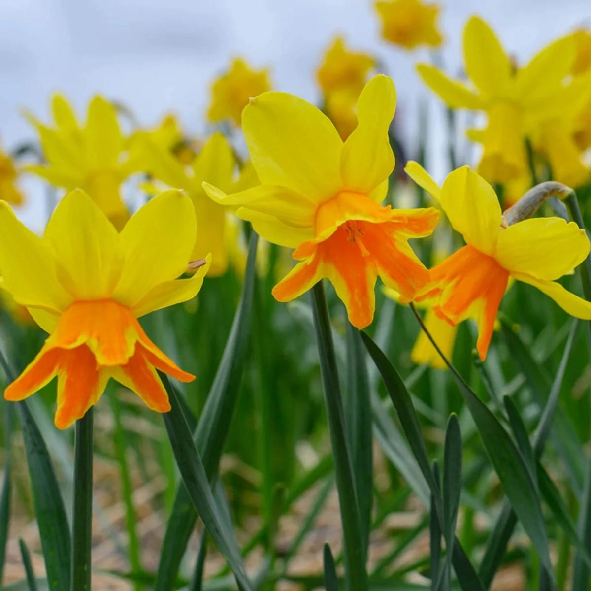 Rataplan Daffodil