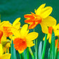 Rataplan Daffodil