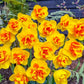 Sizzling Fire Daffodil