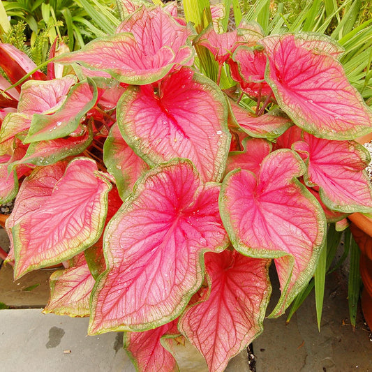 Caladium Bicolor Seeds Angel Wings Tropical Perennial Heavy Shade Tolerant Containers Beds Borders Indoor Oudoor 100Pcs Mixed Herb Seeds by YEGAOL Garden