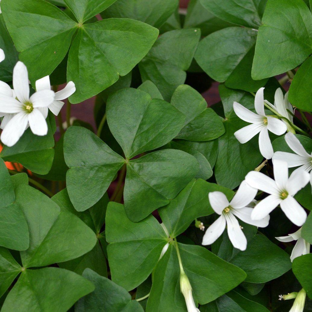 Regnellii Oxalis Bulbs Wood Sorrel Shamrock Perennial Growing Bonsai Roots Rhizomes Corms Tubers Potted Planting Reblooming Fragrant Garden Species Blooms Flower Seeds Plant Gardening