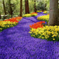 30 Grape Hyacinth Bulbs-muscari Armeniacum, Called Grape Hyacinth, Spring-Blooming Bulbs~Now Shipping, Pepennial