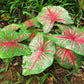 Caladium Bicolor Seeds Angel Wings Tropical Perennial Heavy Shade Tolerant Containers Beds Borders Indoor Oudoor 100Pcs Mixed Herb Seeds by YEGAOL Garden