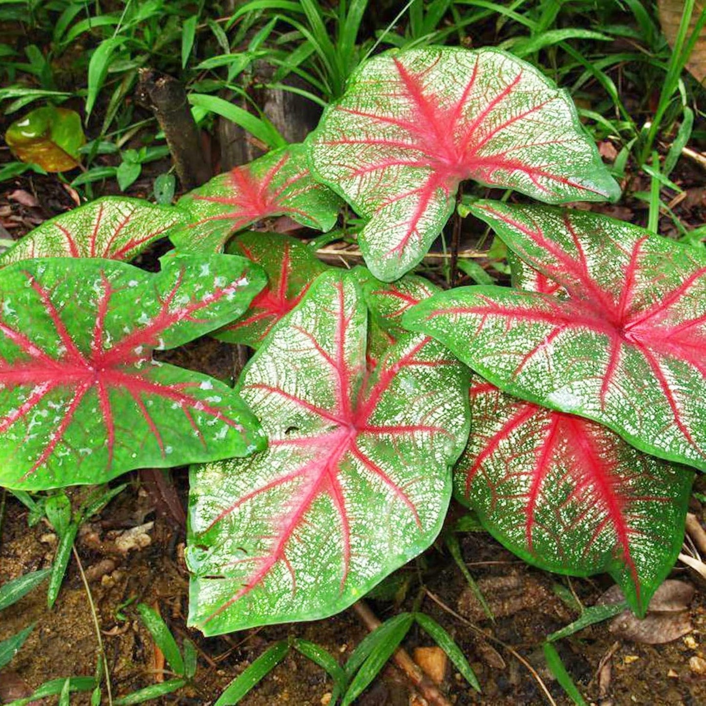 Caladium Bicolor Seeds Angel Wings Tropical Perennial Heavy Shade Tolerant Containers Beds Borders Indoor Oudoor 100Pcs Mixed Herb Seeds by YEGAOL Garden